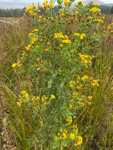 ragwort