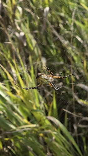 Banded Garden Spider