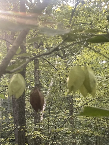 American bladdernut