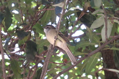 Mecocerculus leucophrys