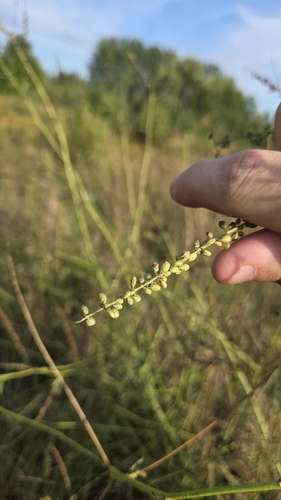 White Sweetclover