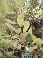 Notholithocarpus densiflorus echinoides