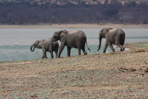 African Savanna Elephant
