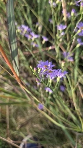 Symphyotrichum oolentangiense, photograph 6