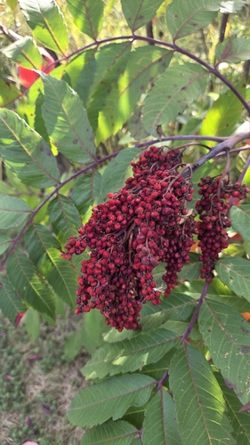 smooth sumac