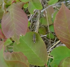 Cordilura