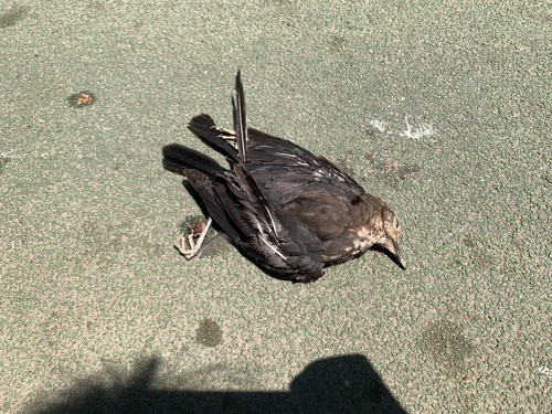 Chinese Blackbird