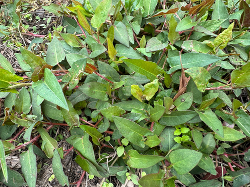 Persicaria strigosa observed 2026-09-11