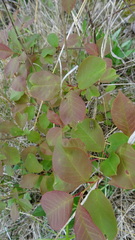 Cordilura