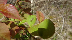 Cordilura