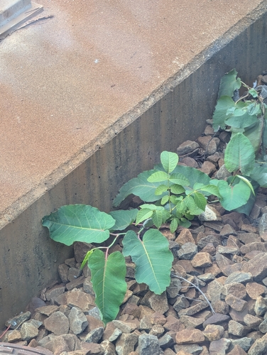 Reynoutria sachalinensis, photograph 1