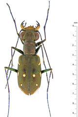 Cylindera discreta