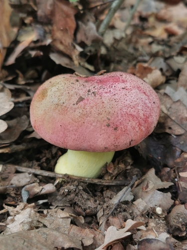 Royal Bolete
