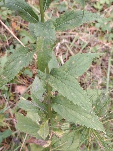Adenophora liliifolia, photograph 3