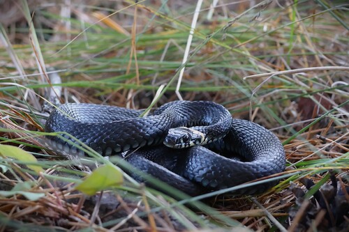 grass snake
