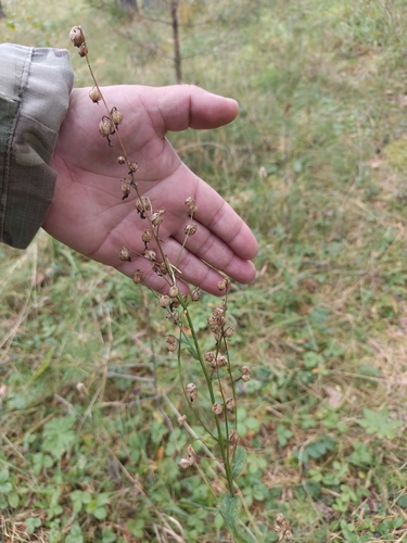 Adenophora liliifolia, photograph 4