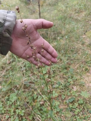 Adenophora liliifolia, photograph (c) Евгений Маринкин, some rights reserved (CC BY)