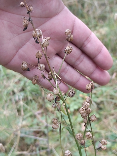 Adenophora liliifolia, photograph 5