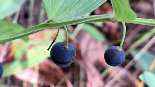 Scented Solomon's-seal