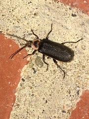 Atalantycha dentigera