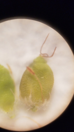 Image of Rhynchospora galeana by (c) Scott Ward, some rights reserved (CC BY)