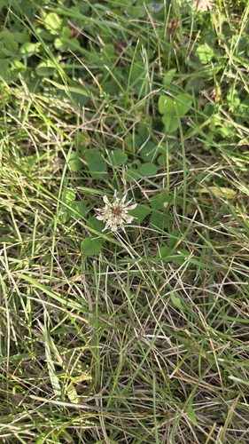 white clover