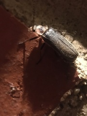 Atalantycha dentigera