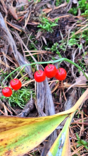European lily of the valley