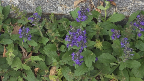 Ajuga genevensis, 2026-09-11