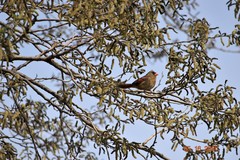 Cardinalis cardinalis