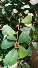 Ficus triangularis