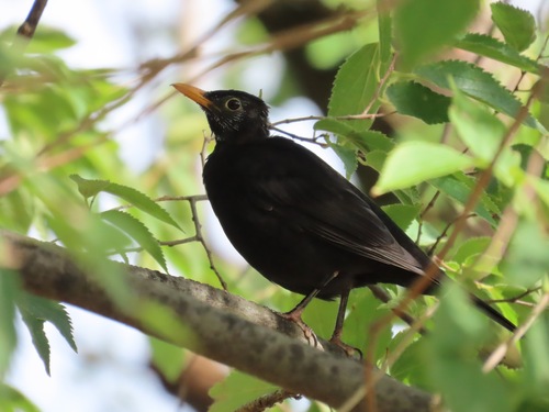 Eurasian Blackbird