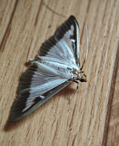 Box Tree Moth