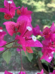 Bougainvillea