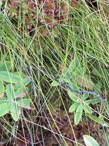 Carex trisperma observed 2026-09-10