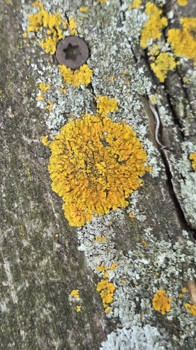 Hooded Sunburst Lichen
