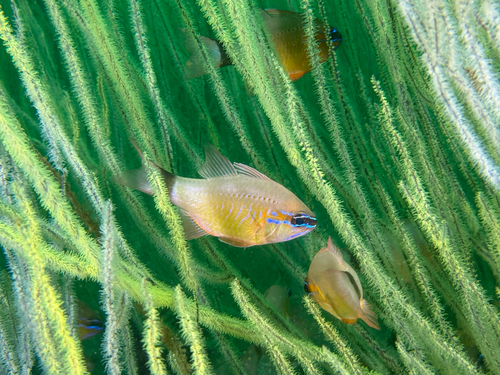Ostorhinchus aureus observed 2026-09-11