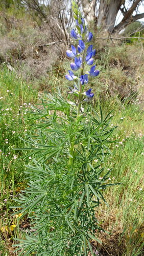 Lupinus angustifolius, photograph 4