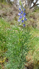 Lupinus angustifolius, photograph (c) Paul Emms, some rights reserved (CC BY-SA)