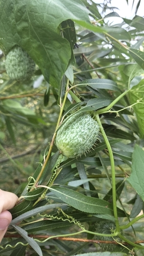 prickly cucumber