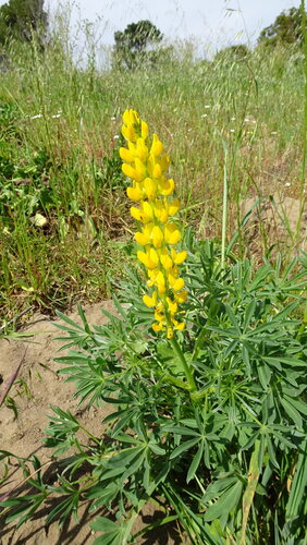 Lupinus luteus, photograph 5