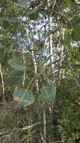 quaking aspen