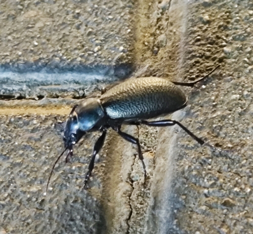 Carabus brandti