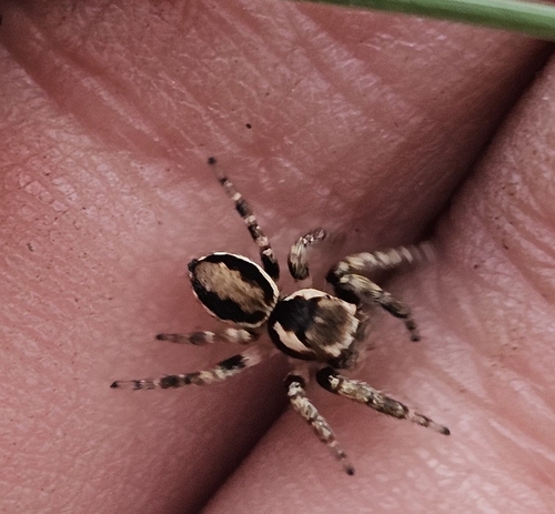 Woodland Jumping Spider