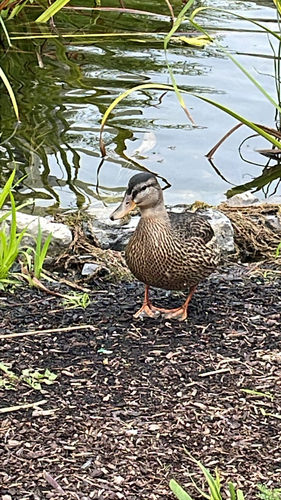 Mallard