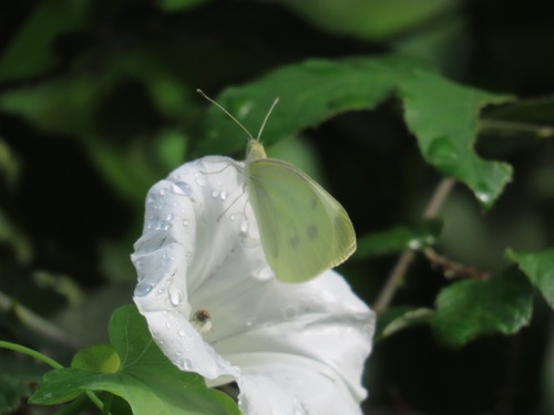 Small White