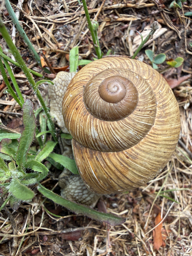 Roman Snail
