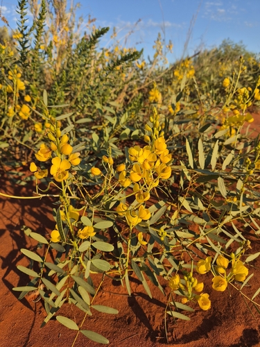 Fire bush