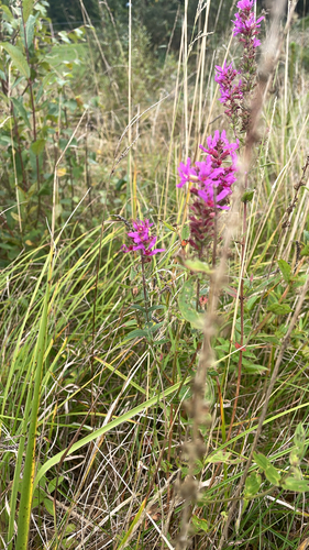 purple loosestrife