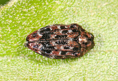 Brachys ovatus
